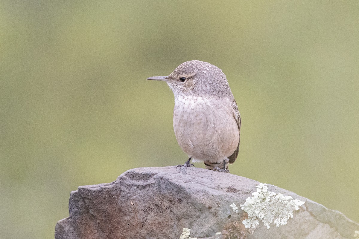 Rock Wren - ML642414521