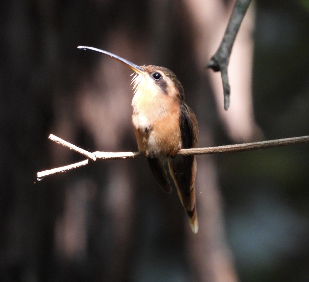 Reddish Hermit - ML642414523