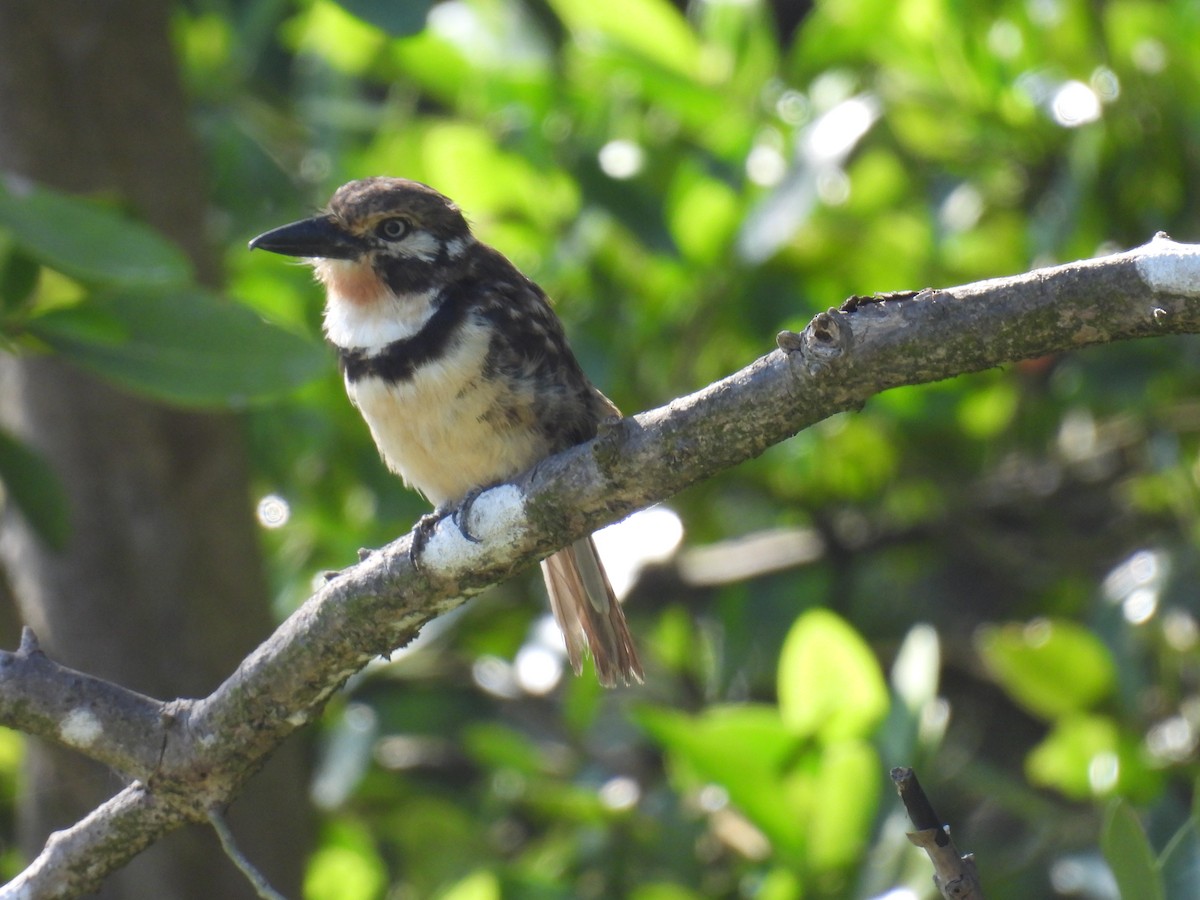 Russet-throated Puffbird - ML642414524