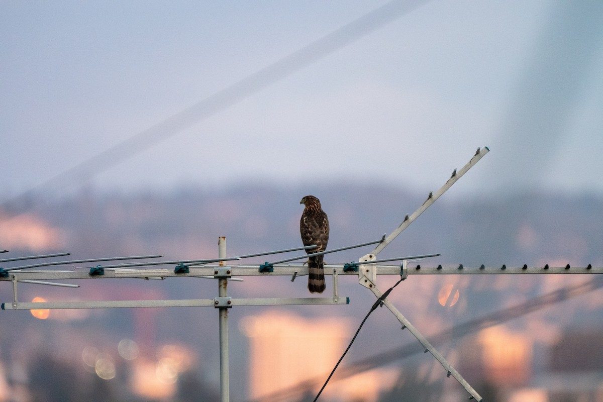 Cooper's Hawk - ML642414525