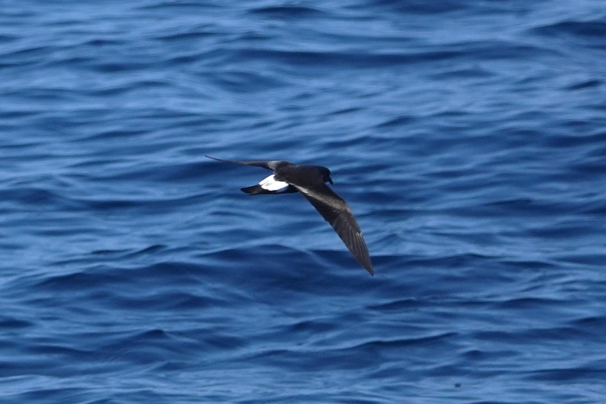 Townsend's Storm-Petrel - ML642414538