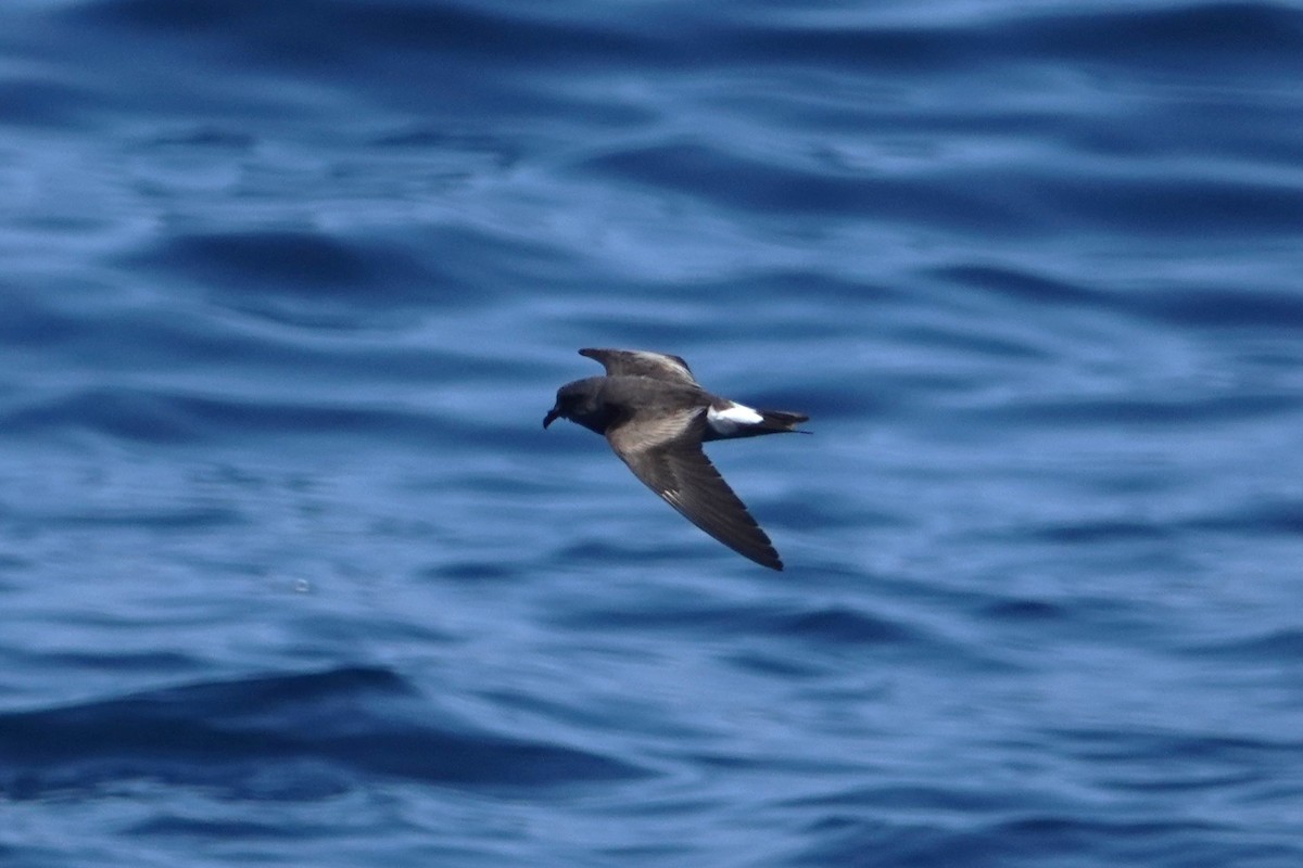 Townsend's Storm-Petrel - ML642414539