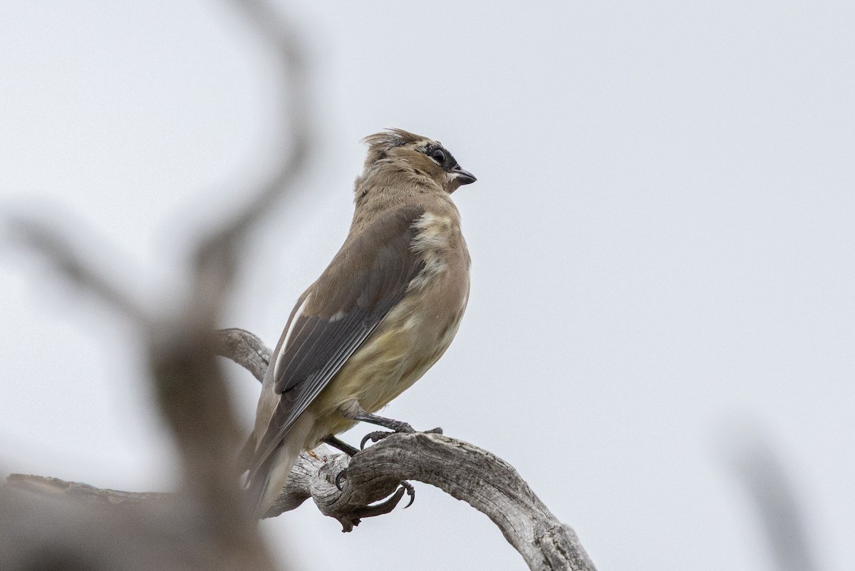 Cedar Waxwing - ML642414541