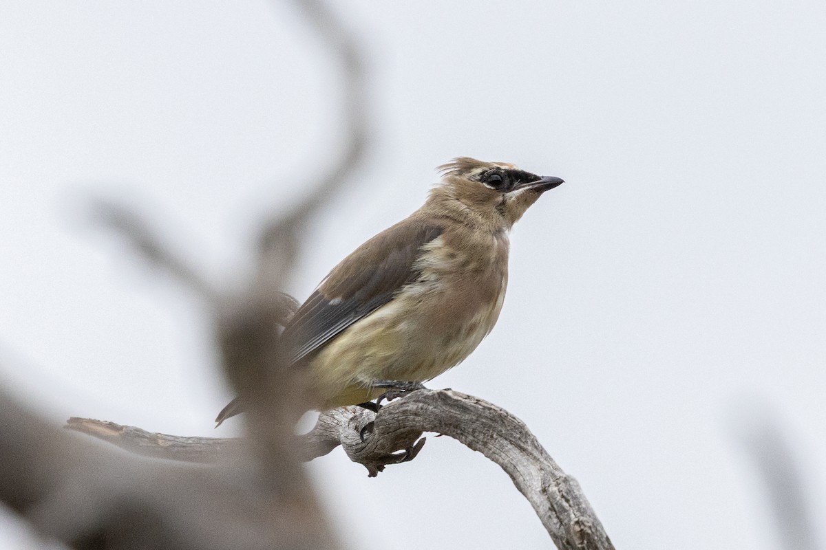 Cedar Waxwing - ML642414542