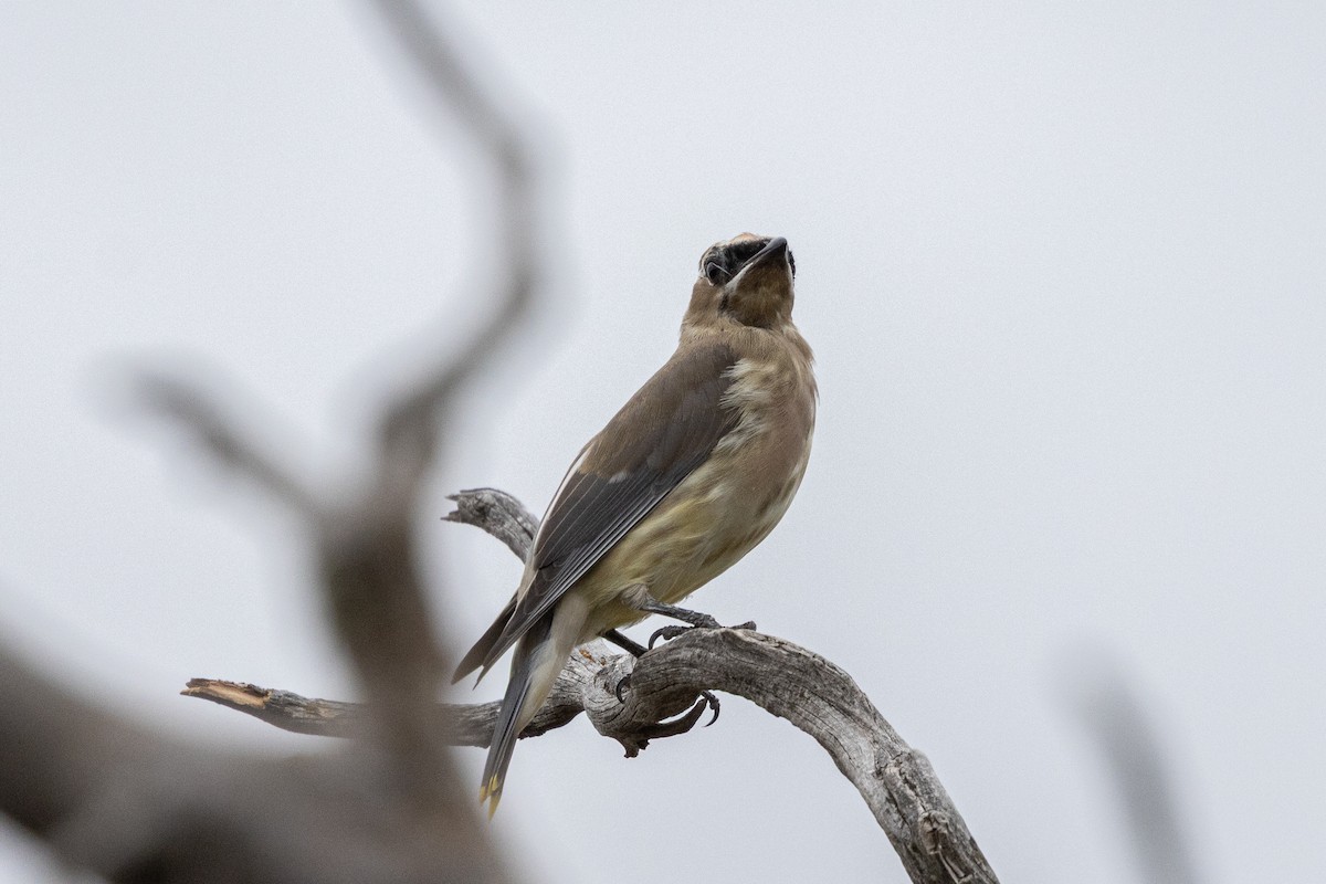 Cedar Waxwing - ML642414543