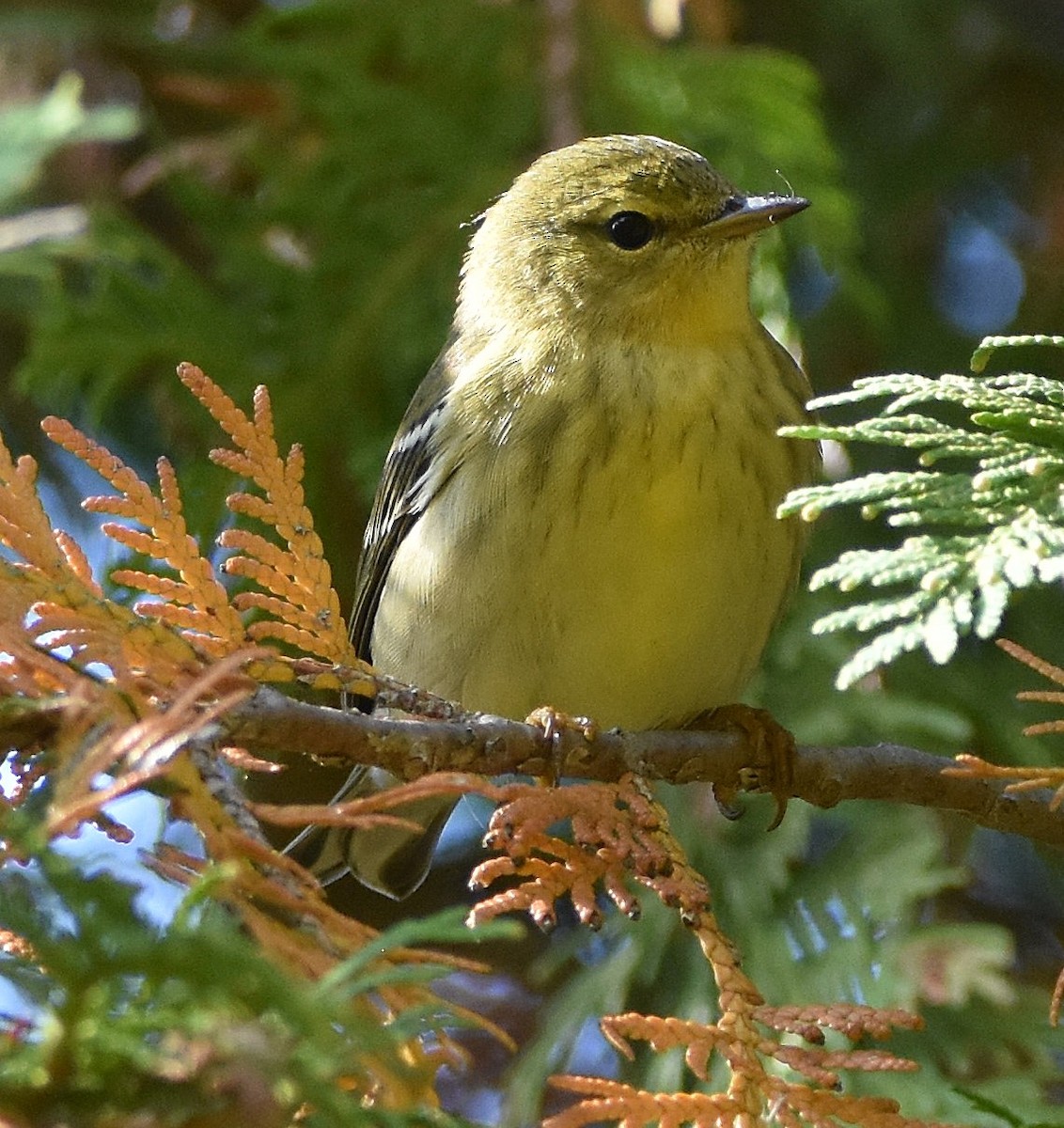 Blackpoll Warbler - ML642414545