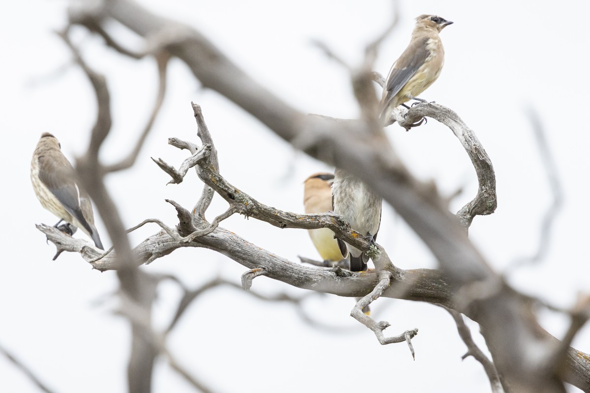 Cedar Waxwing - ML642414546
