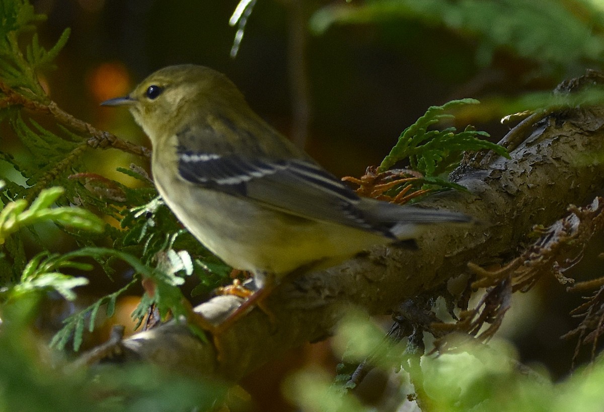 Blackpoll Warbler - ML642414558