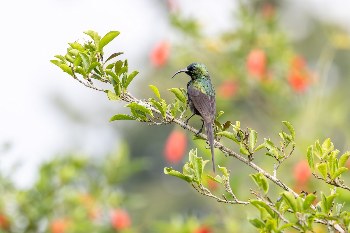Bronze Sunbird - ML642414568