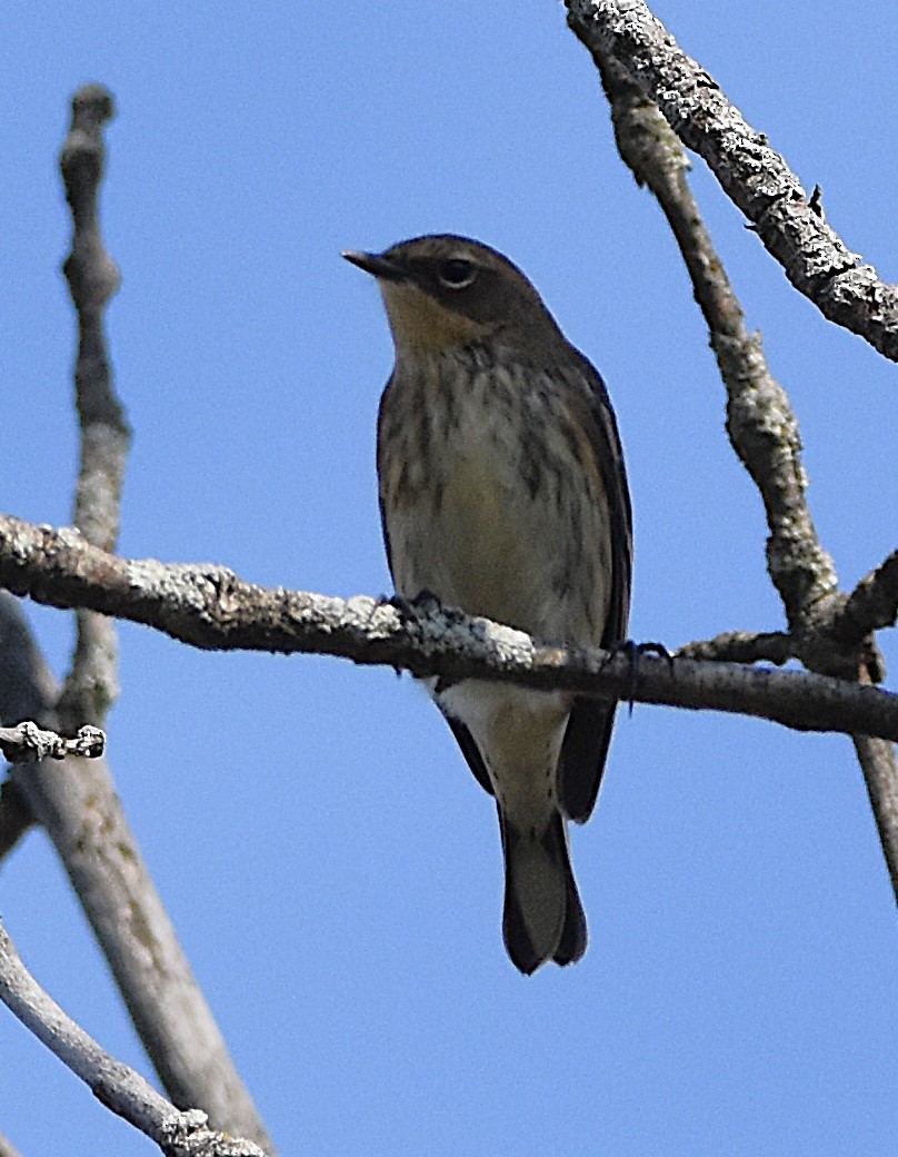 lesňáček žlutoskvrnný (ssp. coronata) - ML642414574