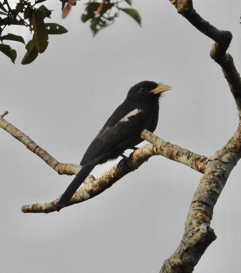 Yellow-billed Nunbird - ML642414575