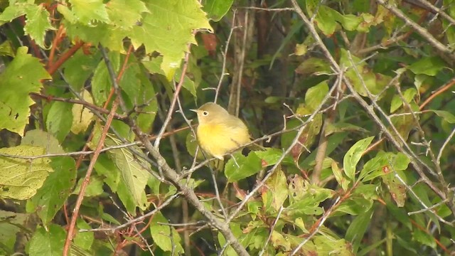 Nashville Warbler - ML642414577