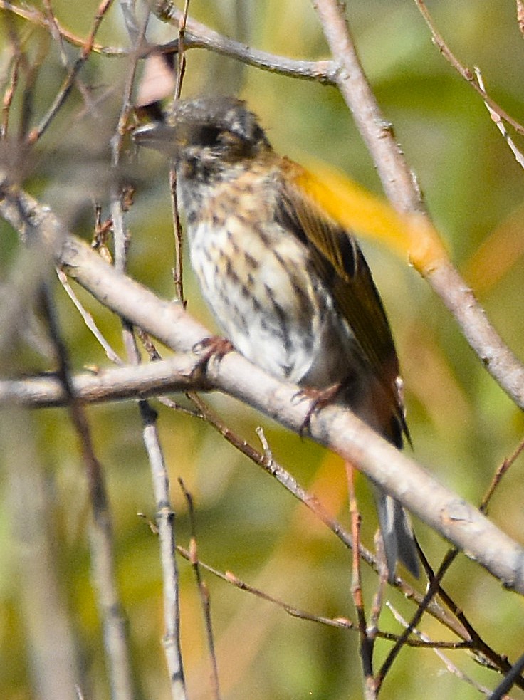 pěvec sp. - ML642414584