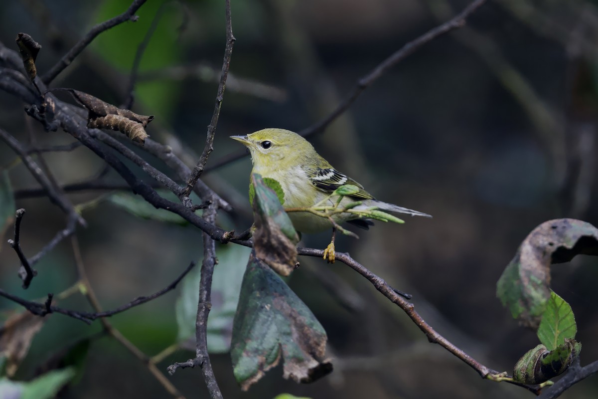 Blackpoll Warbler - ML642414601