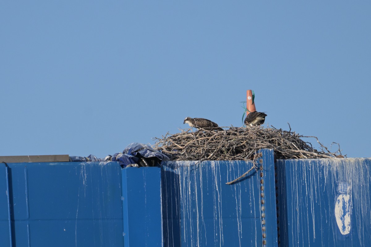 Osprey - ML642414609