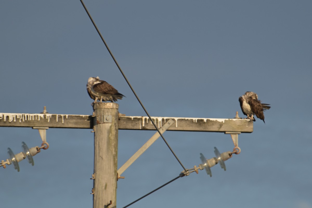 Osprey - ML642414613