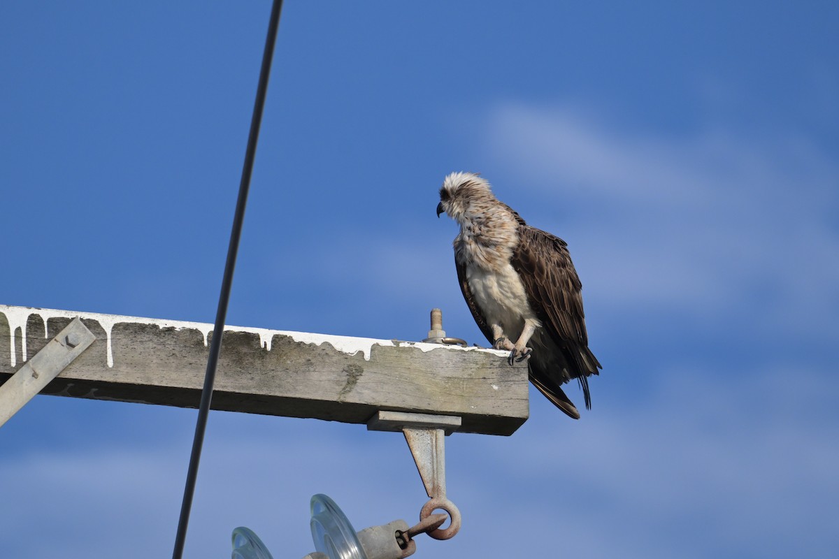 Osprey - ML642414616