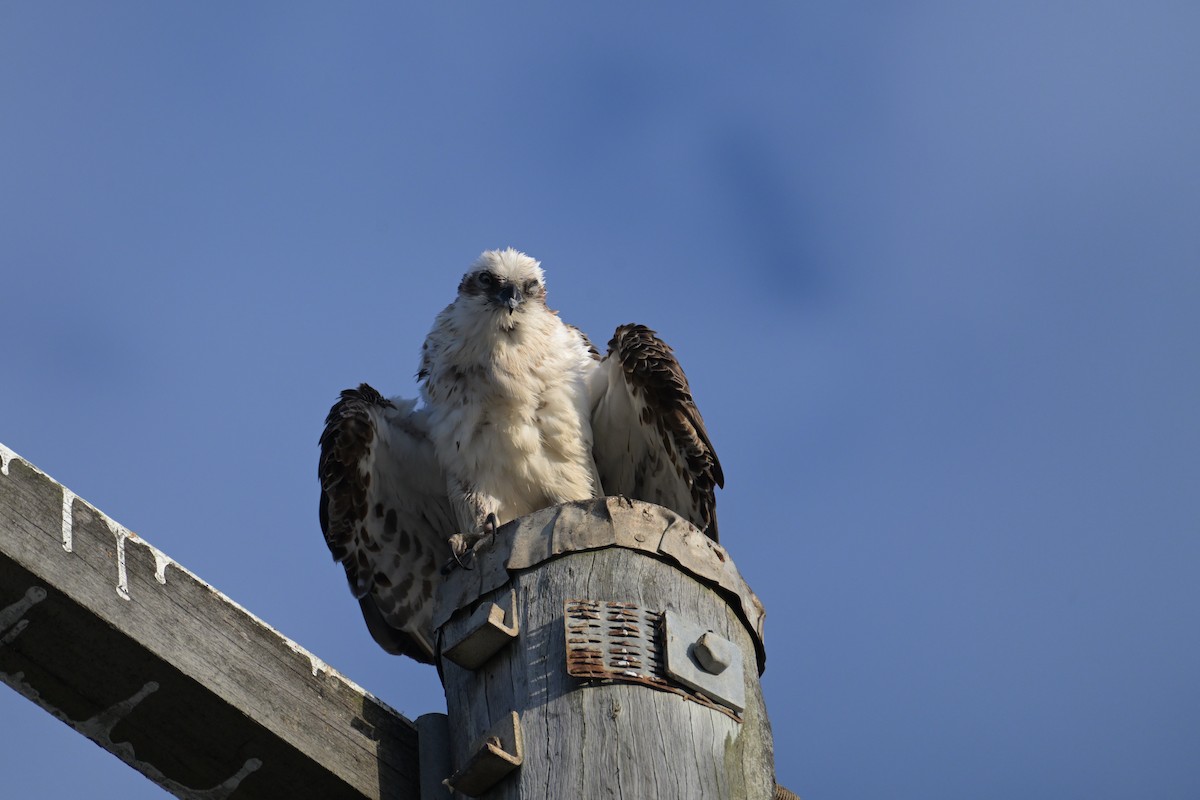 Osprey - ML642414625
