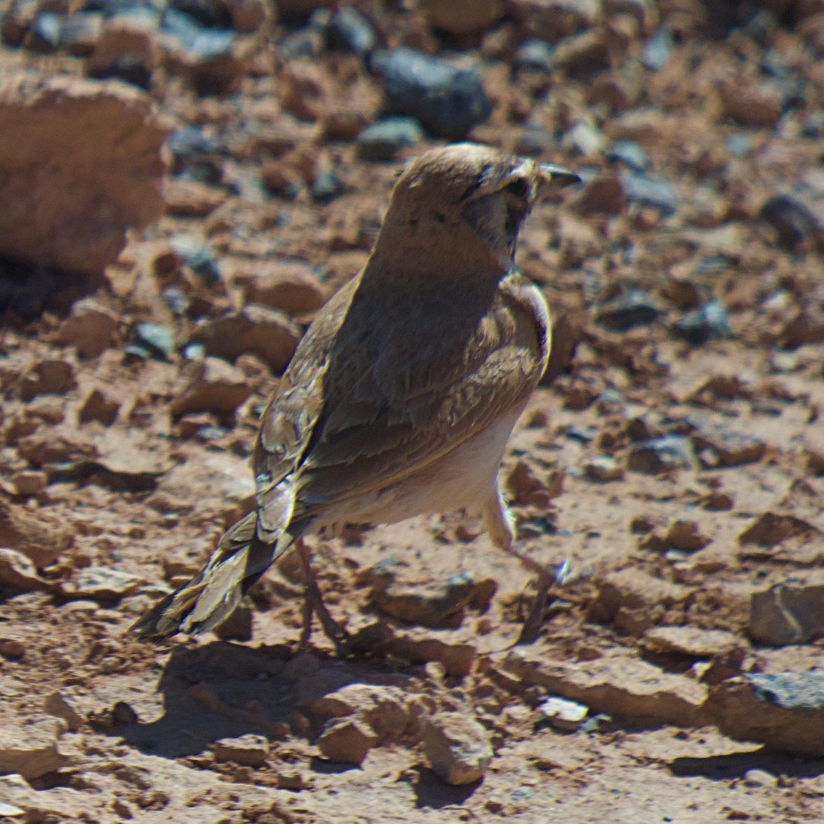 Temminck's Lark - ML642414631