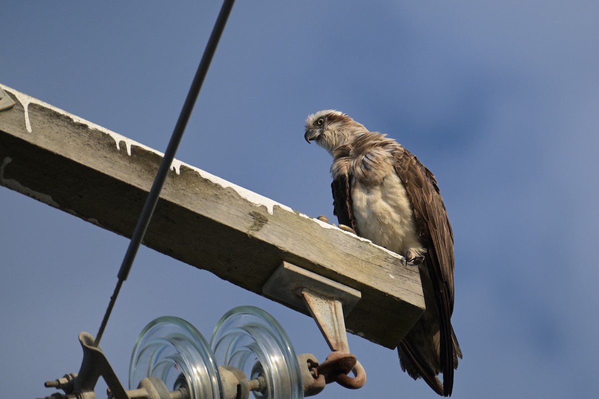 Osprey - ML642414633