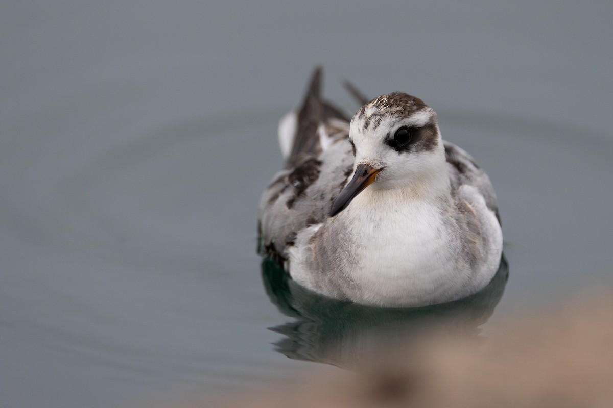 Red Phalarope - ML642414638