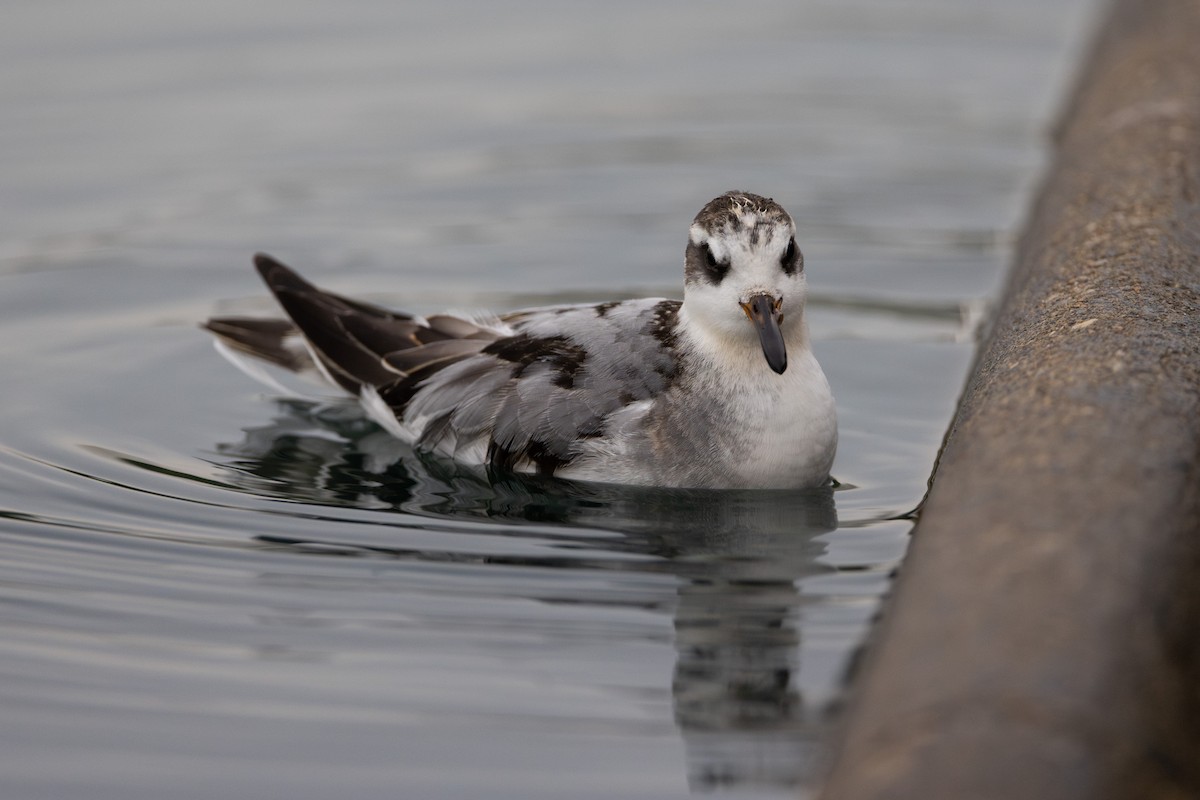 Red Phalarope - ML642414639