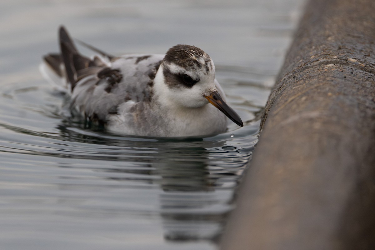 Red Phalarope - ML642414640