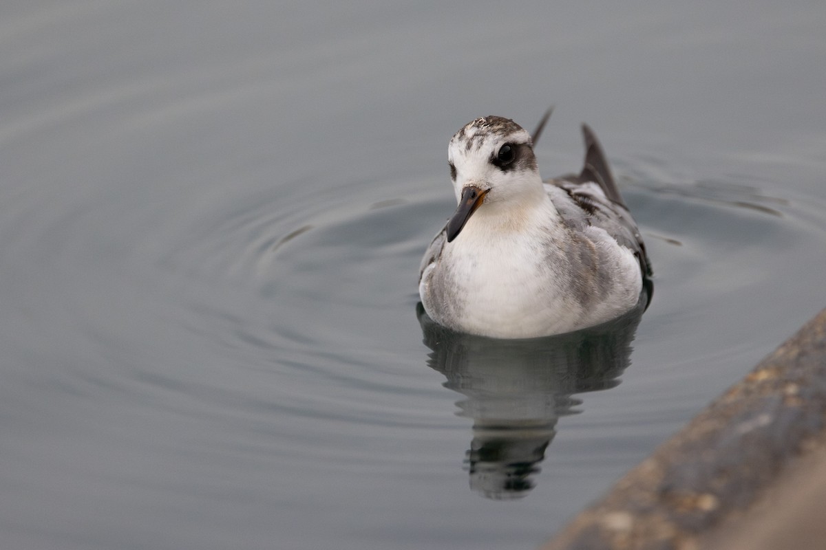 Red Phalarope - ML642414641