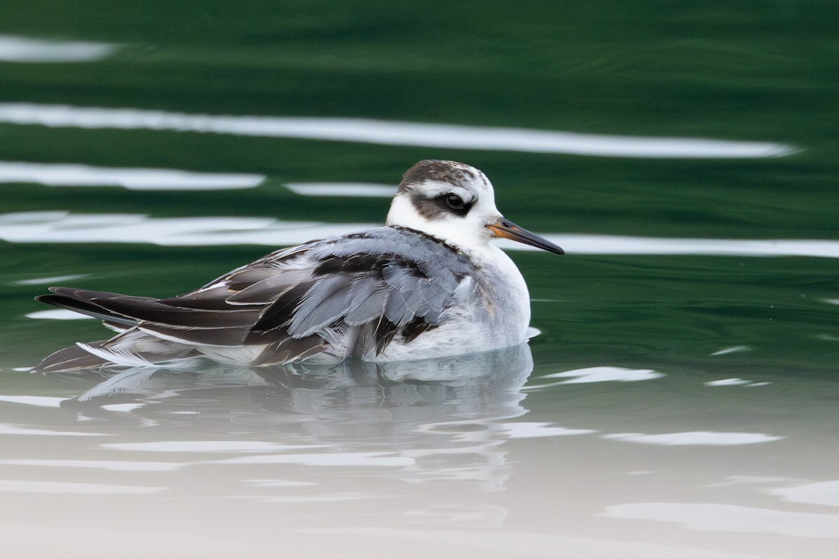 Red Phalarope - ML642414646