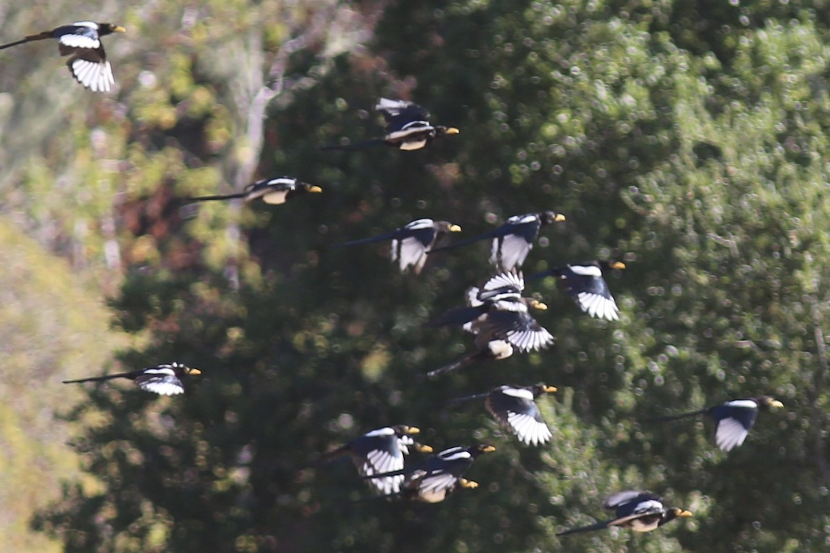 Yellow-billed Magpie - ML642414653