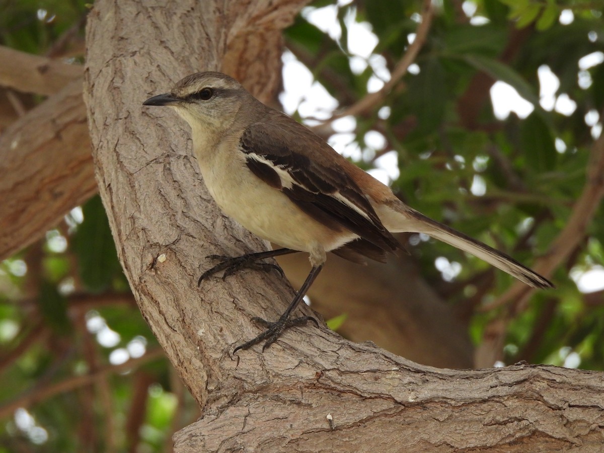 White-banded Mockingbird - ML642414660