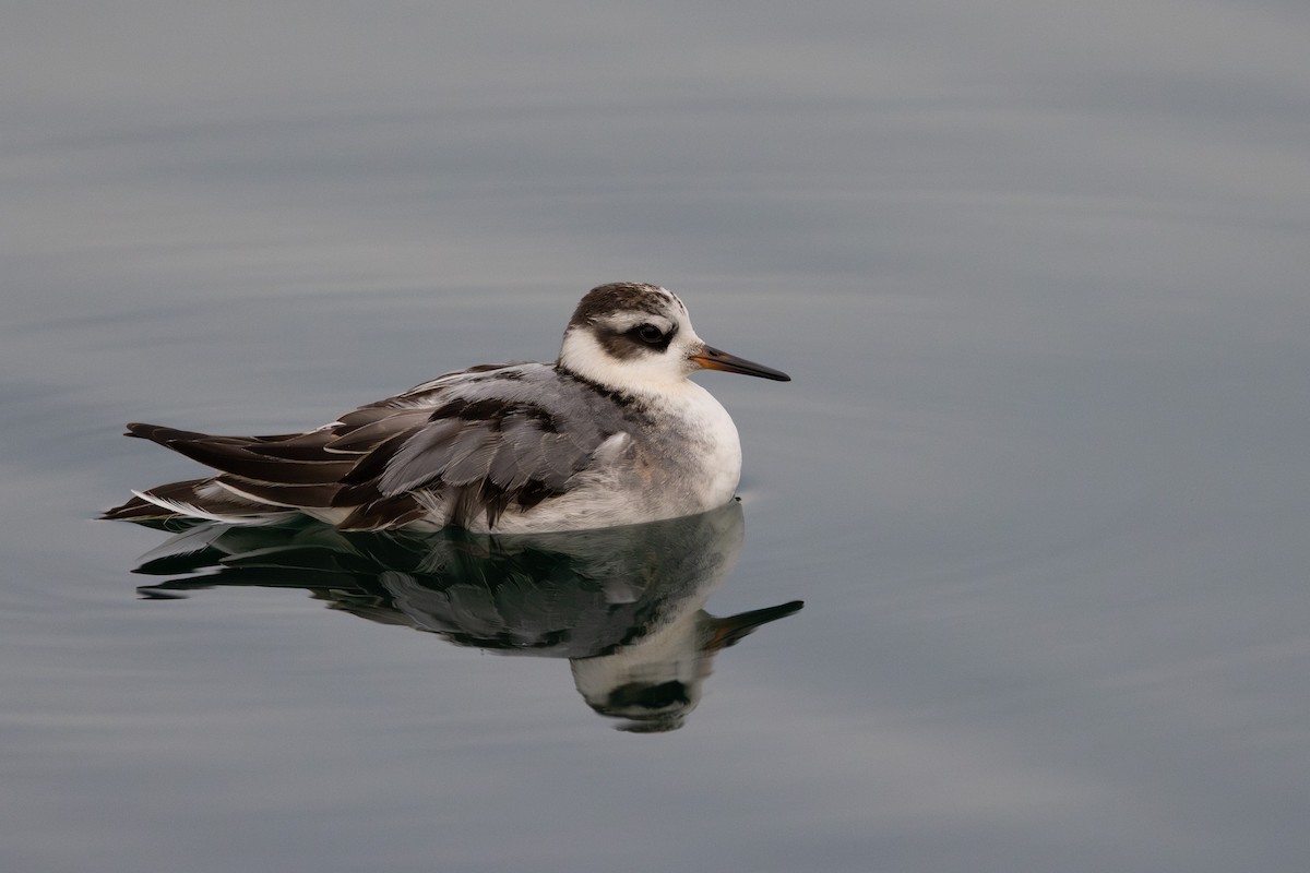 Red Phalarope - ML642414661