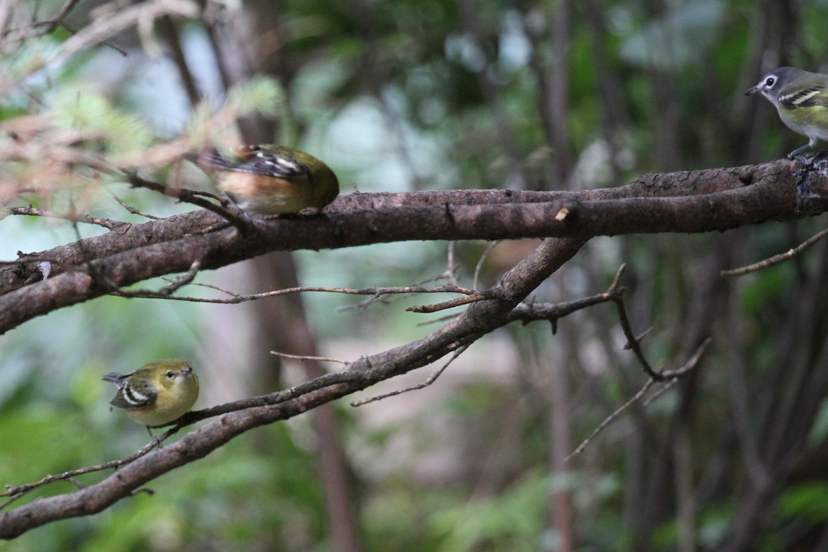 クリイロアメリカムシクイ - ML642414671