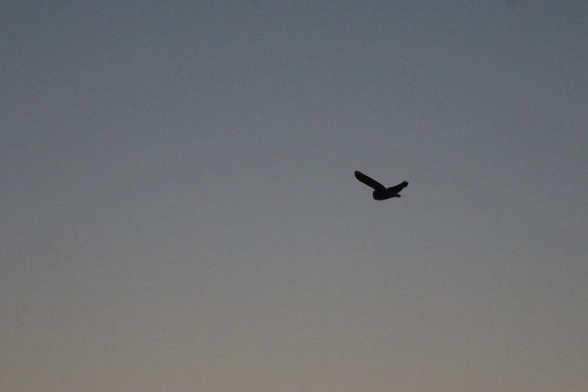 American Barn Owl - ML642414677