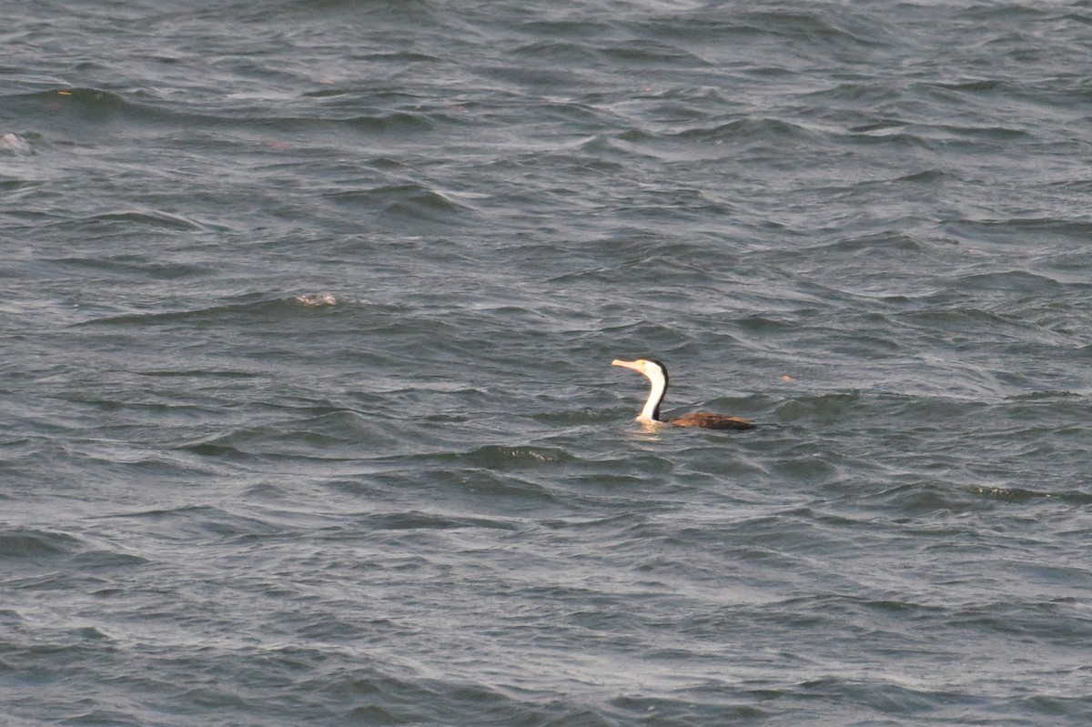 Pied Cormorant - ML642414687