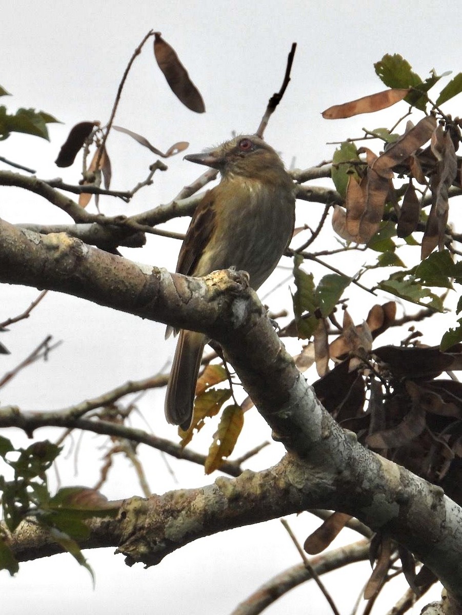 Bright-rumped Attila - ML642414689