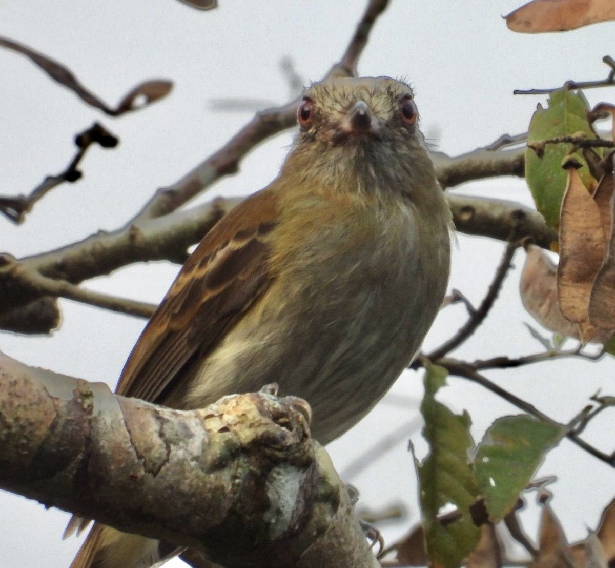 Bright-rumped Attila - ML642414690
