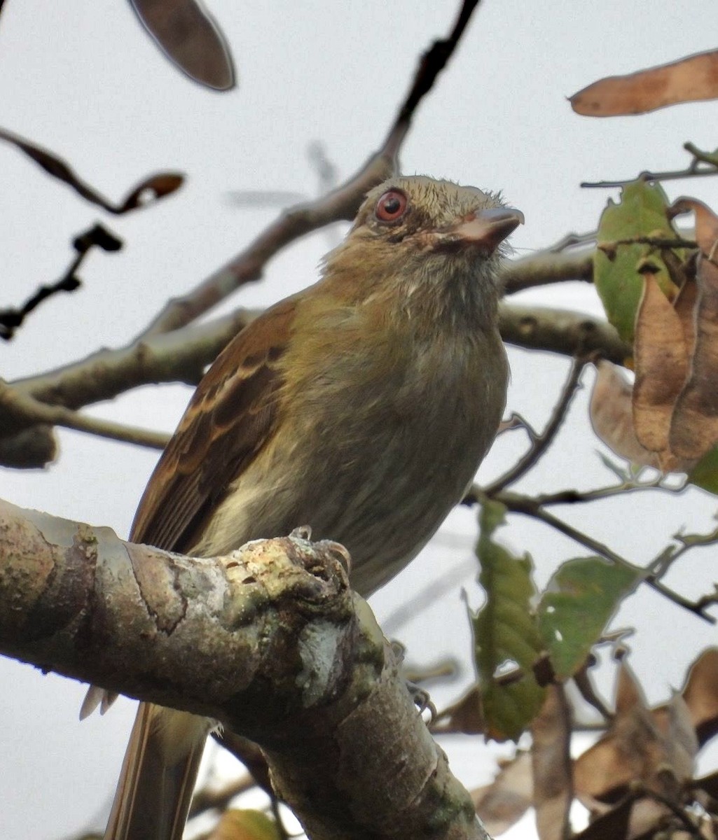 Bright-rumped Attila - ML642414691