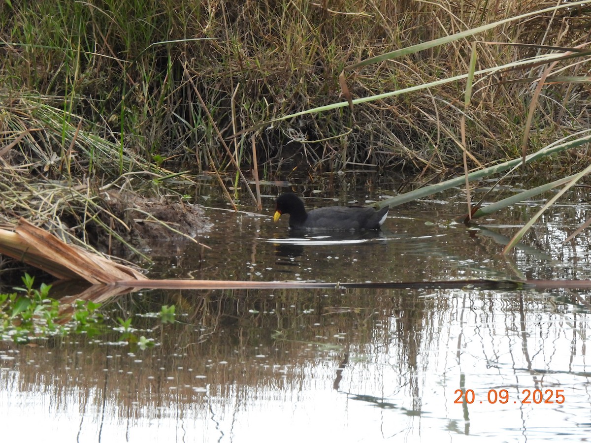 Red-fronted Coot - ML642414697