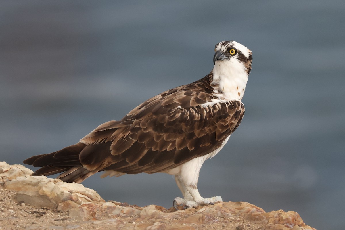 Osprey - ML642414704