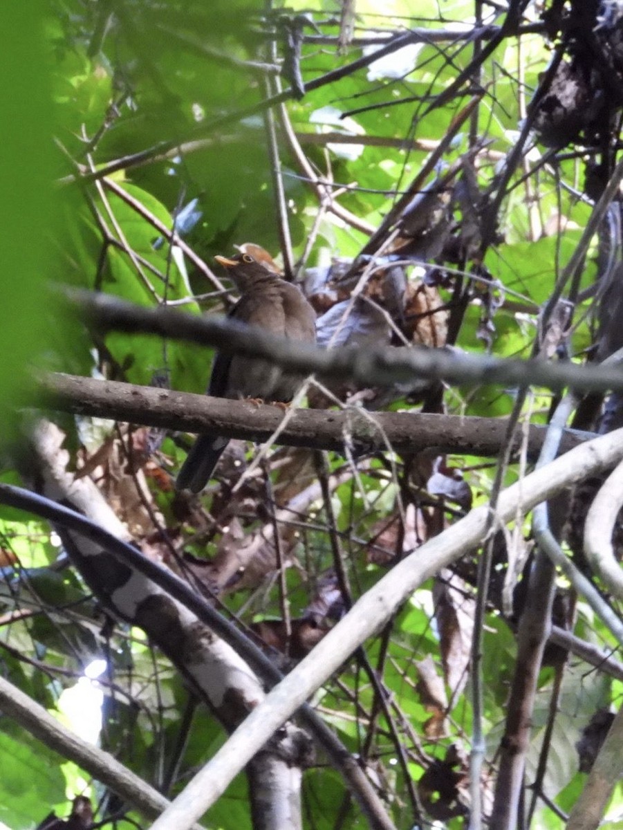 Lawrence's Thrush - ML642414709