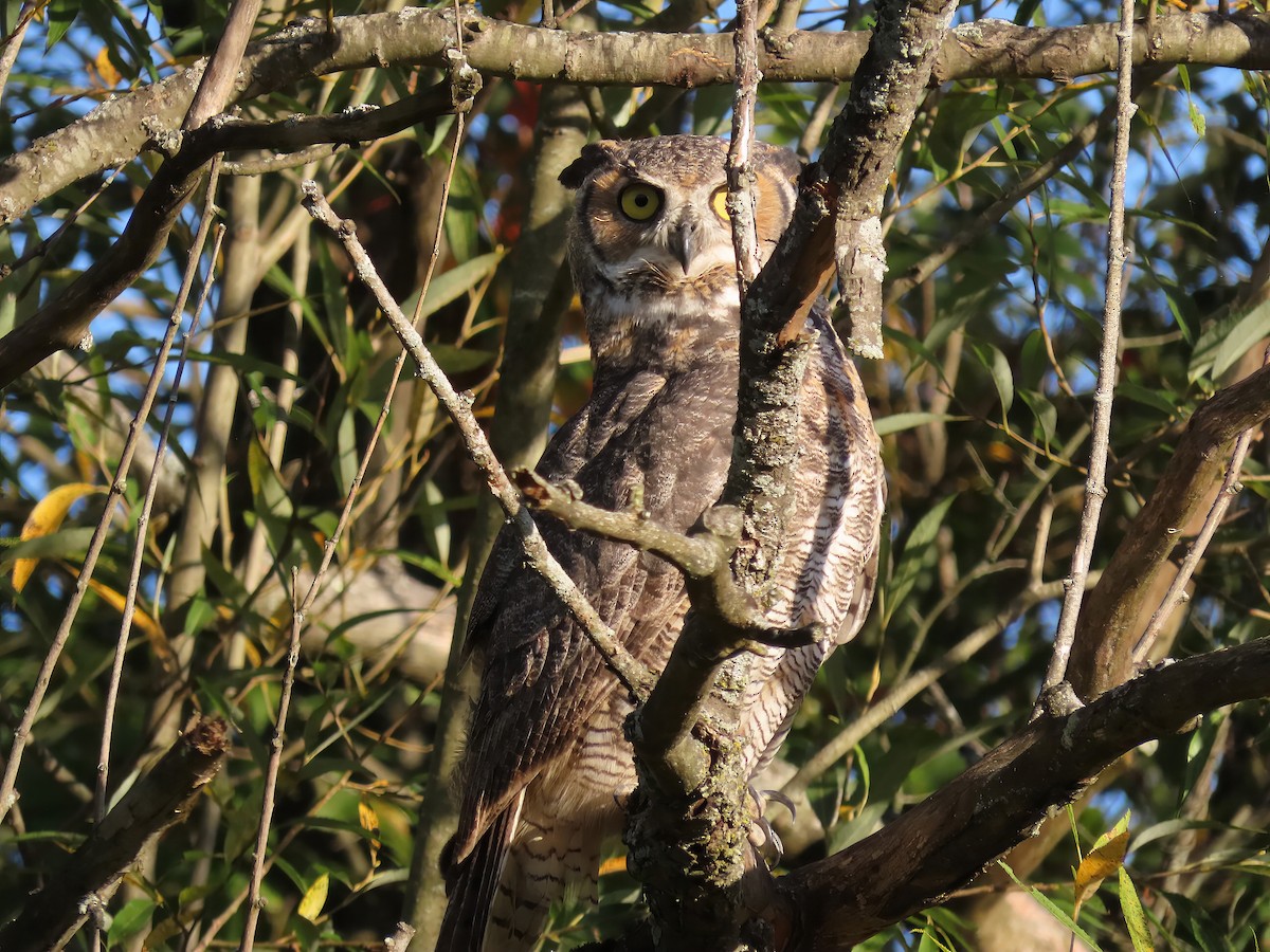 Great Horned Owl - ML642414723