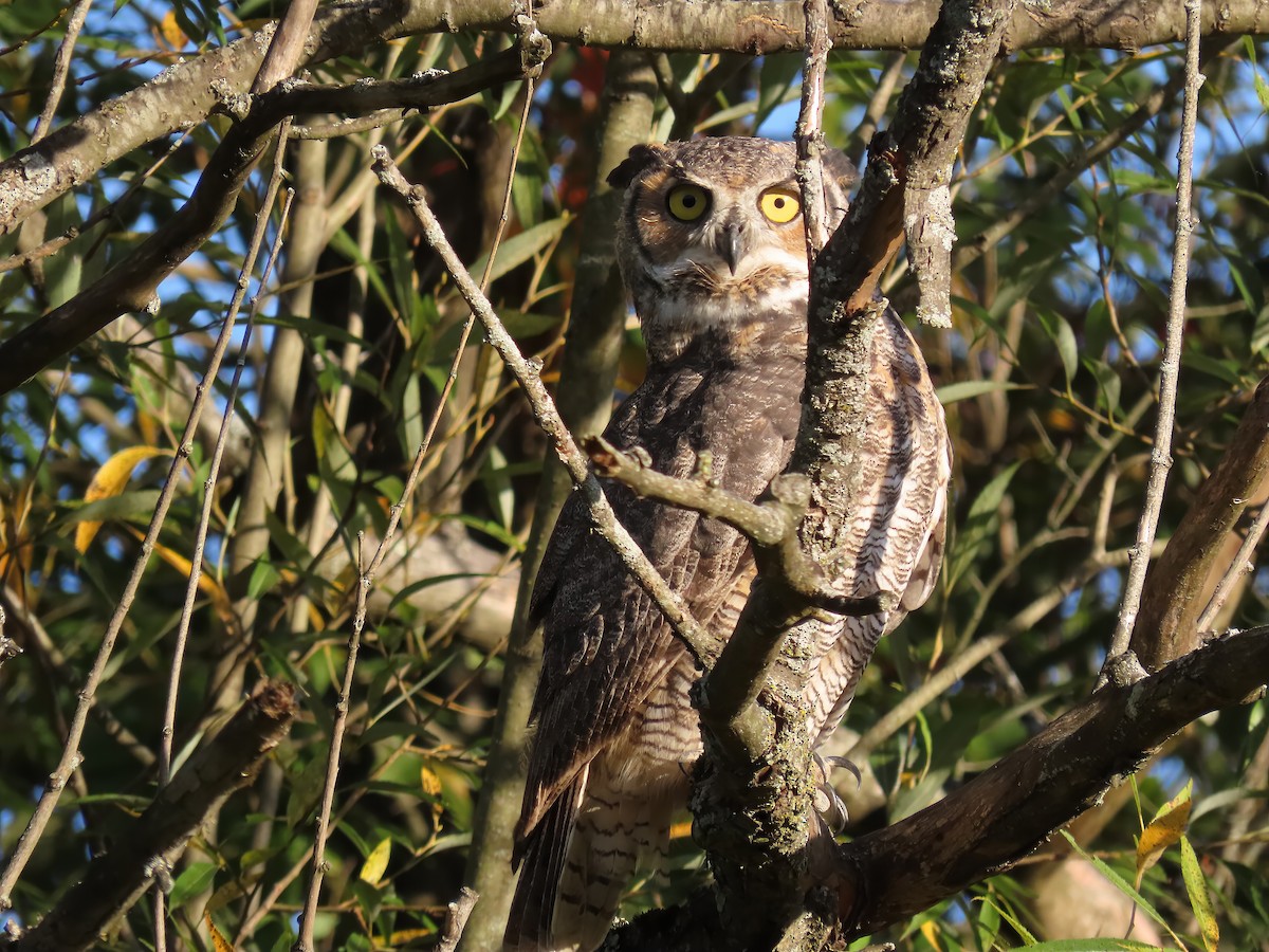 Great Horned Owl - ML642414724