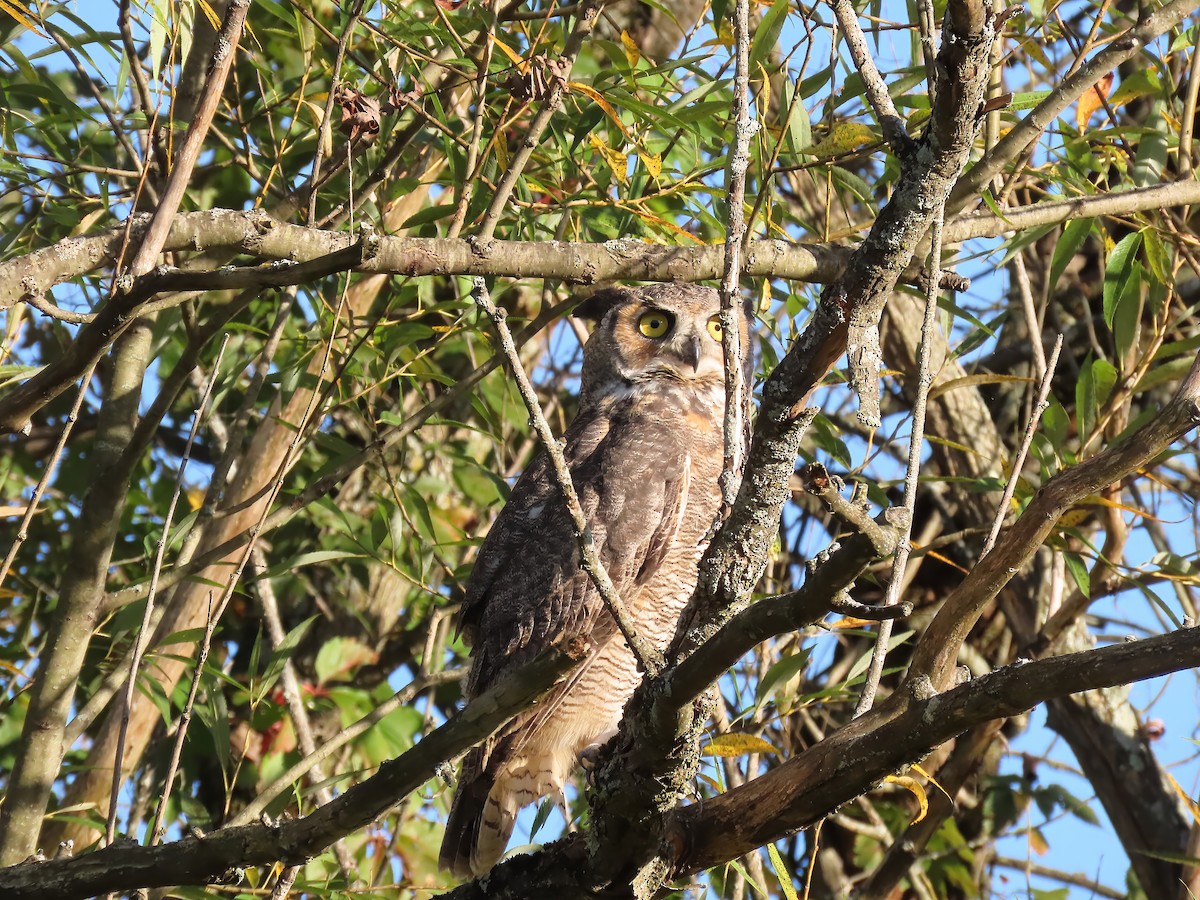 Great Horned Owl - ML642414726