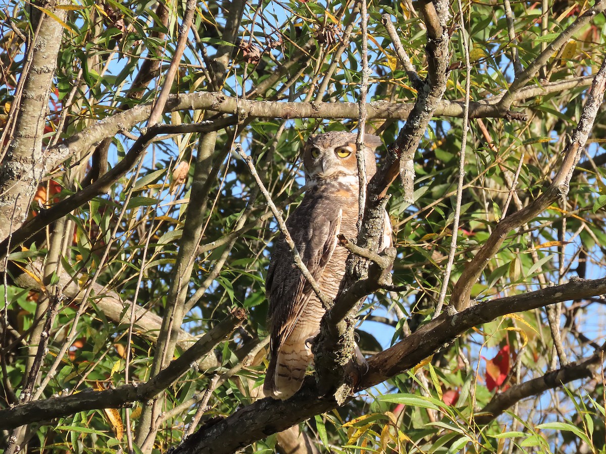 Great Horned Owl - ML642414727
