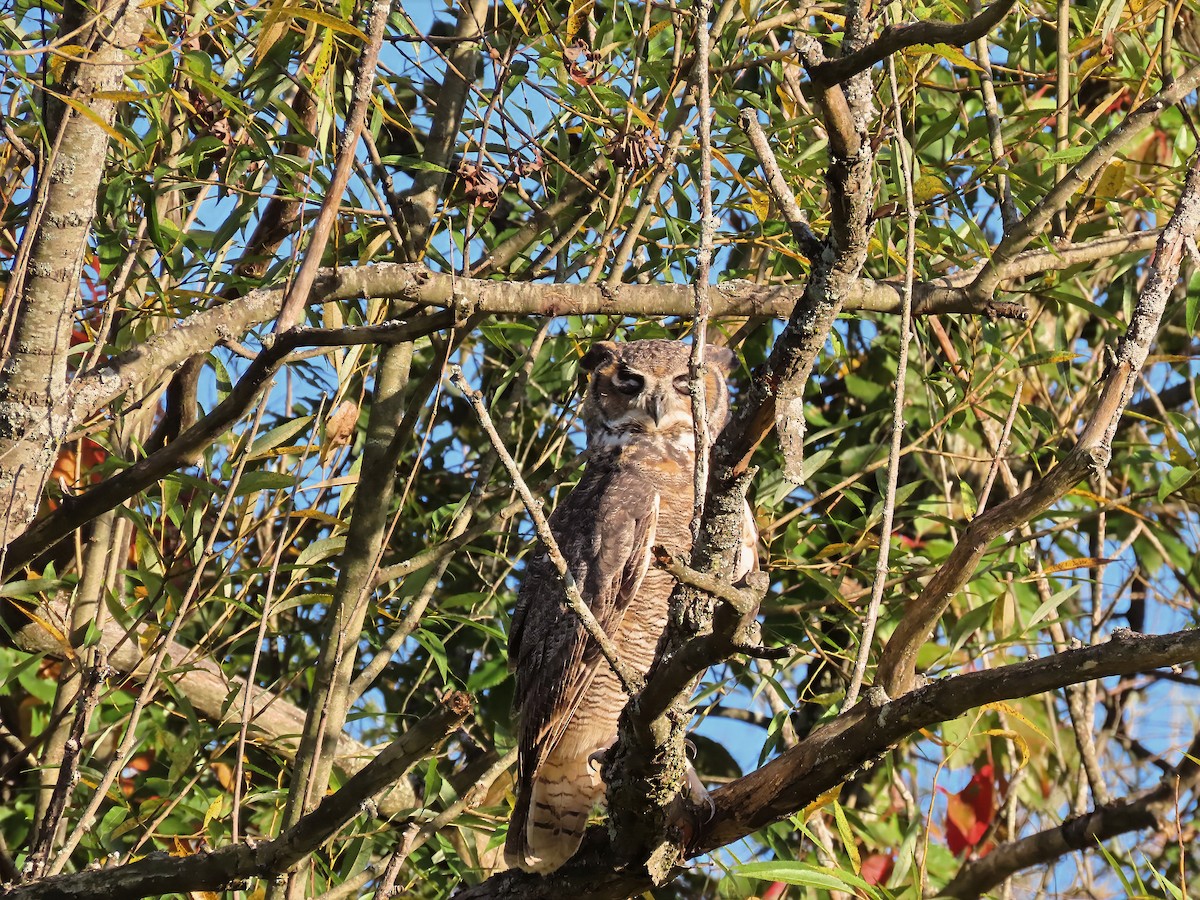 Great Horned Owl - ML642414729