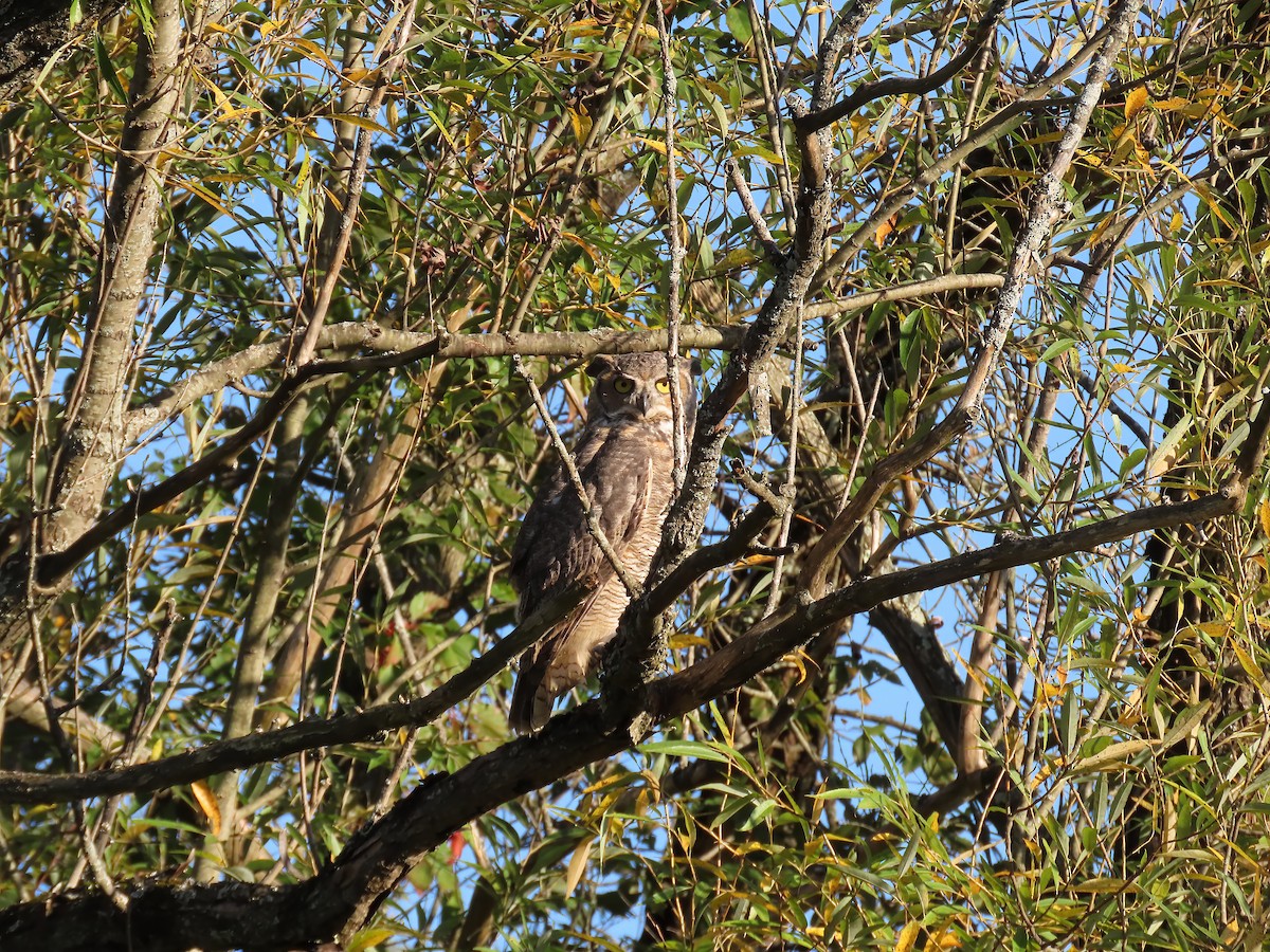 Great Horned Owl - ML642414730