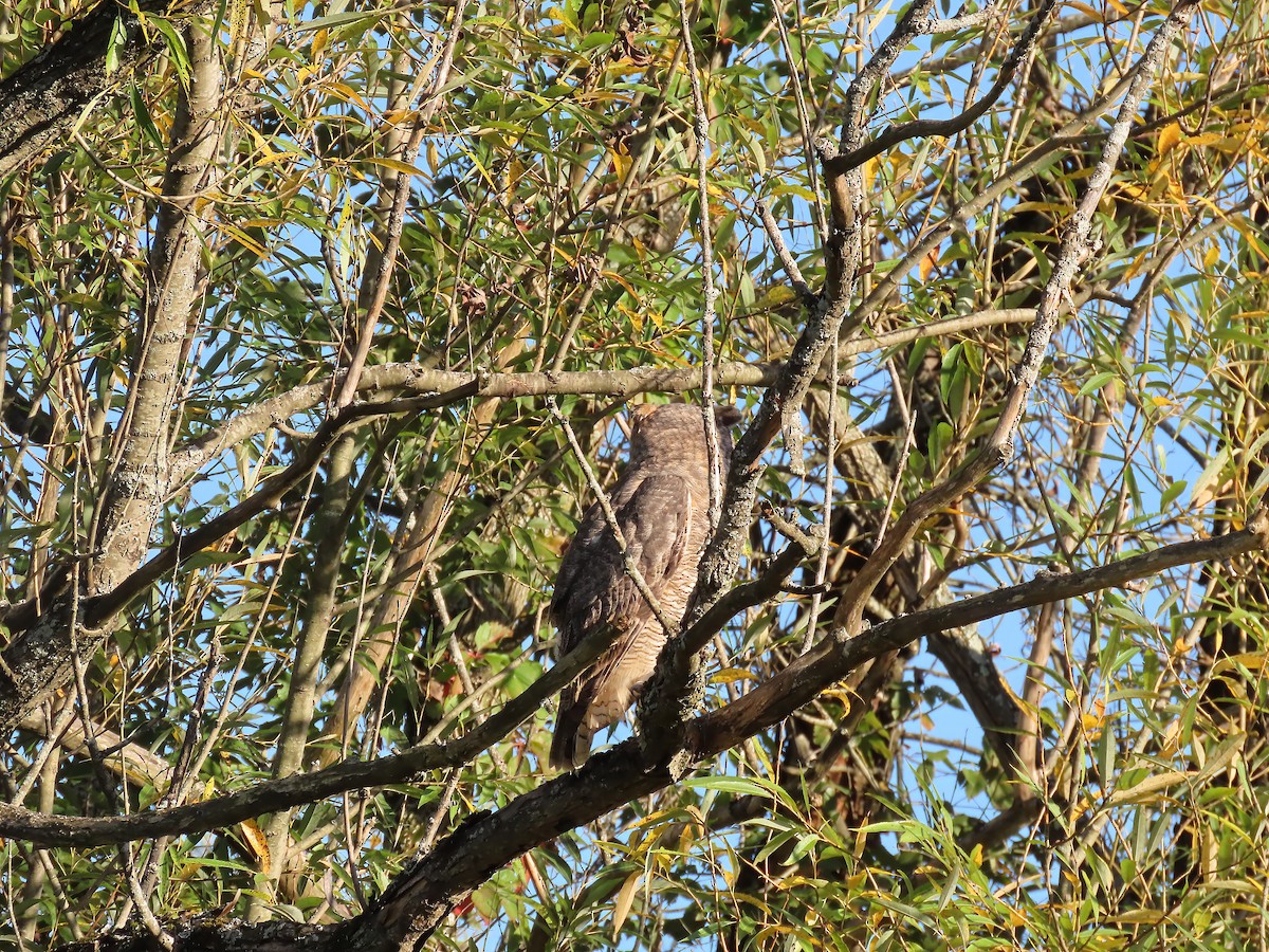 Great Horned Owl - ML642414731