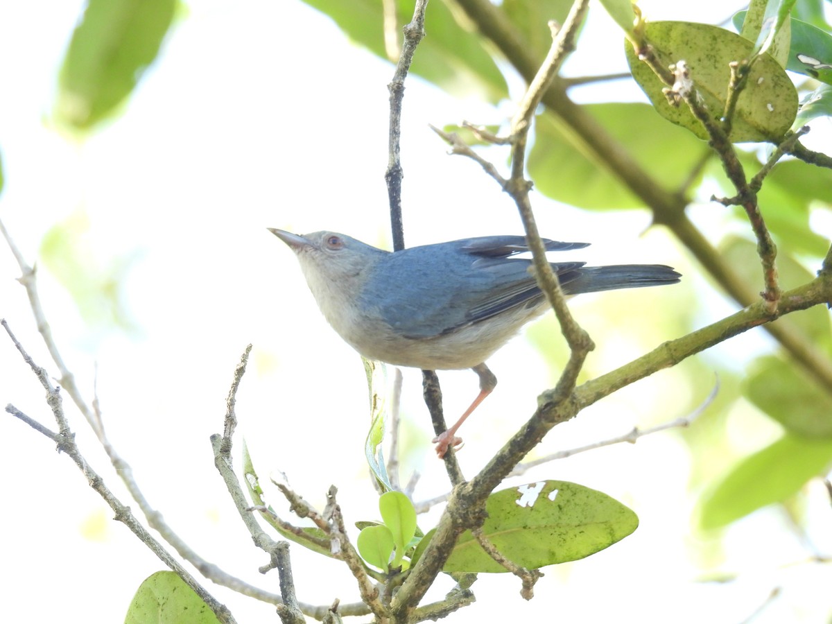 Bicolored Conebill - ML642414753