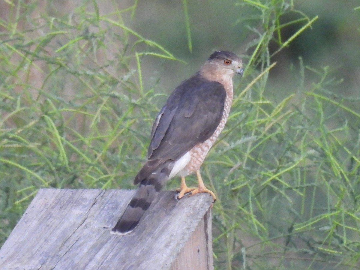 Cooper's Hawk - ML642414754